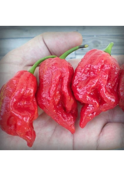 Hot Pepper Collector 7 Pot Barrackpore Pepper  1 Milyon Shu - 2 Adet Taze Biber