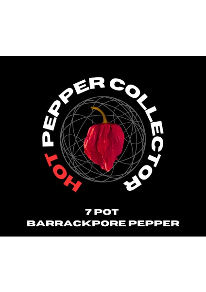 Hot Pepper Collector 7 Pot Barrackpore Pepper  1 Milyon Shu - 2 Adet Taze Biber