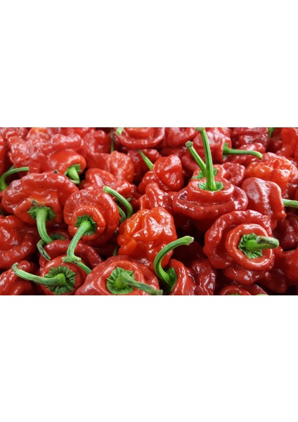 Hot Pepper Collector Scotch Bonnet Jamaıcan Red Pepper 350.000 Shu - 2 Adet Taze Biber