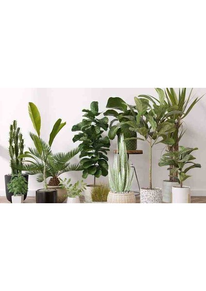 Bitki Besini 50 ml (Açıklamayı Oku)