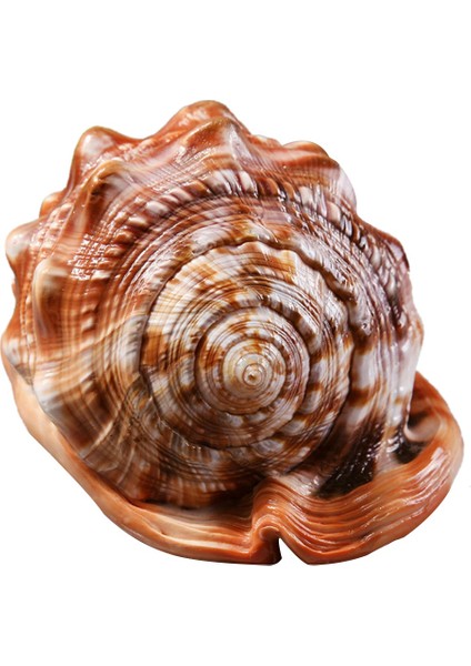 Doğal Ağız Kask Kabuklu Kabuk Mercan Deniz Salyangoz Balık Tankı Süslüyor Süs 1 Adet (Yurt Dışından)