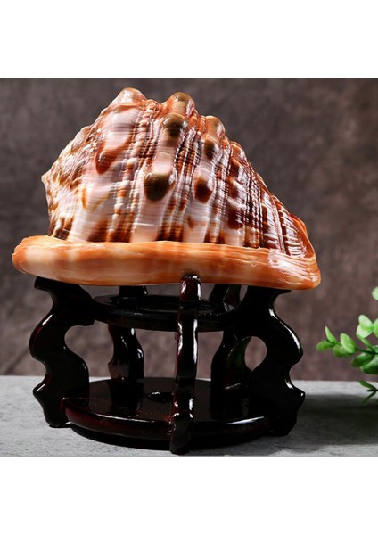 Doğal Ağız Kask Kabuklu Kabuk Mercan Deniz Salyangoz Balık Tankı Süslüyor Süs 1 Adet (Yurt Dışından) fiyatları