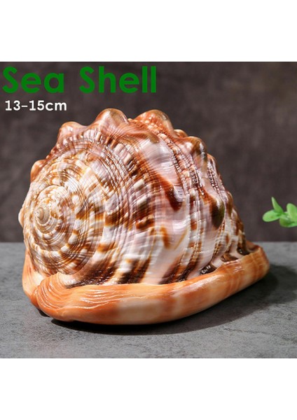 Doğal Ağız Kask Kabuklu Kabuk Mercan Deniz Salyangoz Balık Tankı Süslüyor Süs 1 Adet (Yurt Dışından) modelleri