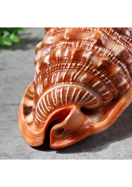 Doğal Ağız Kask Kabuklu Kabuk Mercan Deniz Salyangoz Balık Tankı Süslüyor Süs 1 Adet (Yurt Dışından) fırsatları