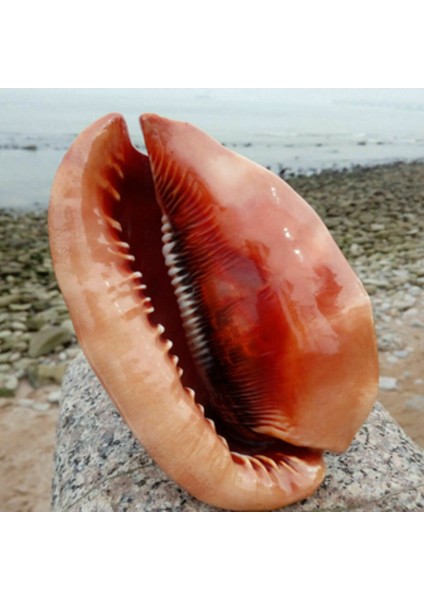 Doğal Ağız Kask Kabuklu Kabuk Mercan Deniz Salyangoz Balık Tankı Süslüyor Süs 1 Adet (Yurt Dışından) indirimleri