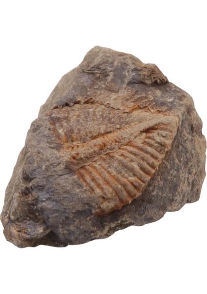 1 Pc Doğal Trilobit Kuyruk Fosili Antik Fosiller Öğretim Örnekleri Koleksiyonu (Yurt Dışından)
