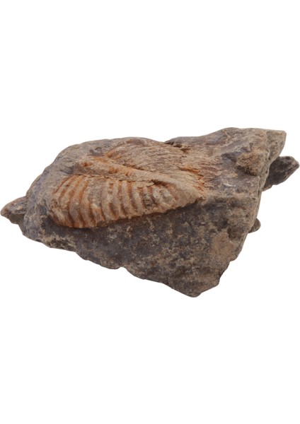 1 Pc Doğal Trilobit Kuyruk Fosili Antik Fosiller Öğretim Örnekleri Koleksiyonu (Yurt Dışından)