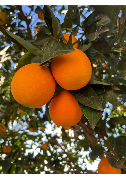 Kılınç Tropikal Portakal 1 kg