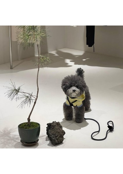 Köpek Göğüs Gövde Tasma ve Kayış Takımı modelleri