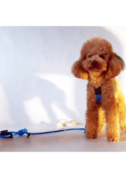 Köpek Göğüs Gövde Tasma ve Kayış Takımı modelleri