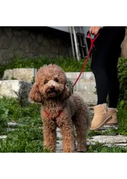 Köpek Göğüs Gövde Tasma ve Kayış Takımı