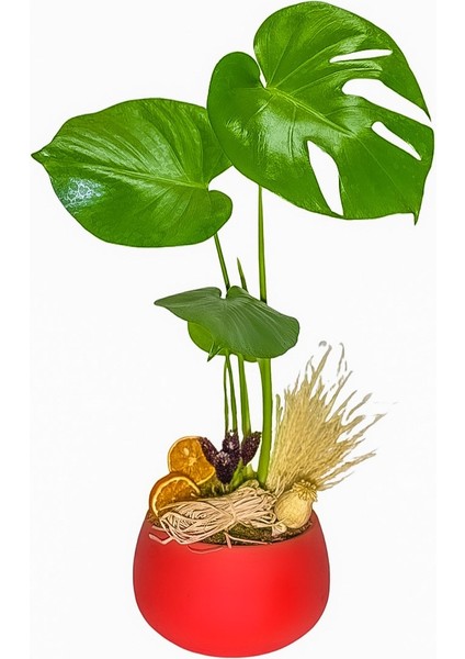 Red Monstera Deve Tabanı