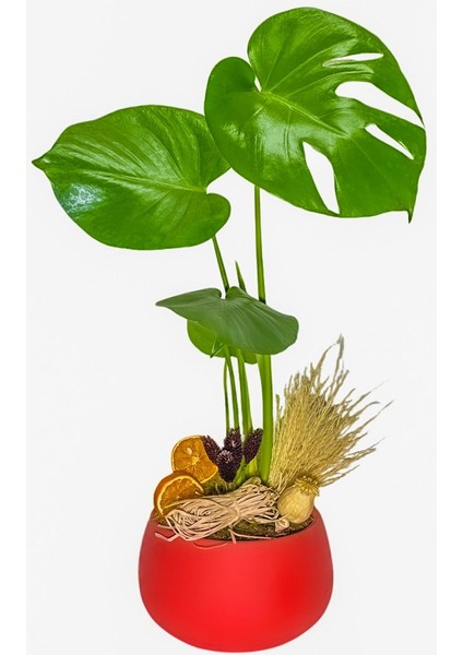 Red Monstera Deve Tabanı