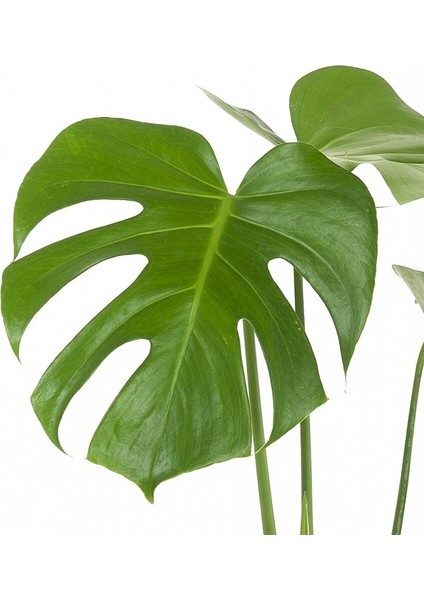 Bloom Serisi Deve Tabanı Monstera