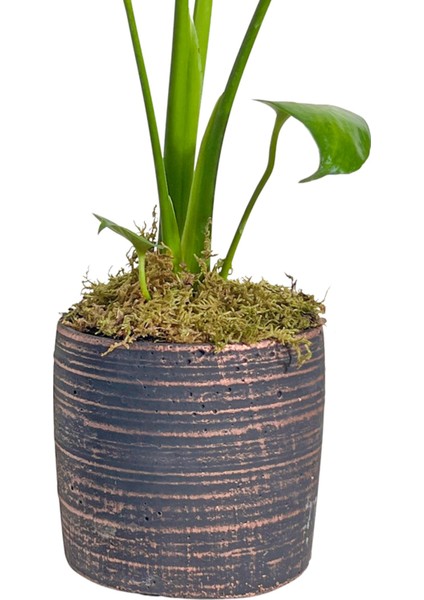 Bloom Serisi Deve Tabanı Monstera