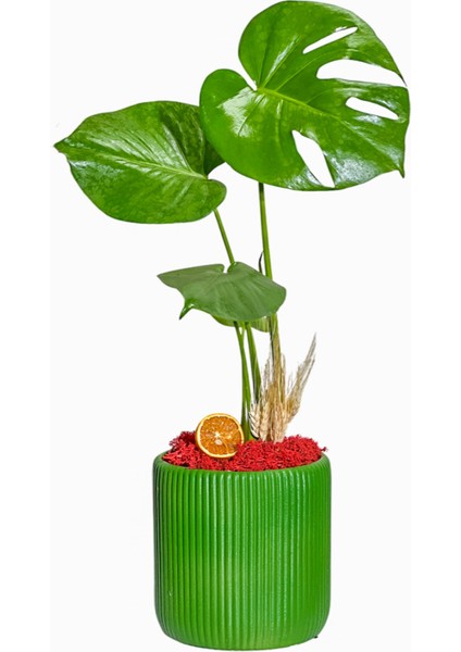 Green Monstera Deve Tabanı