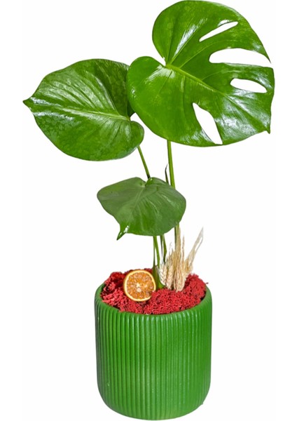 Green Monstera Deve Tabanı