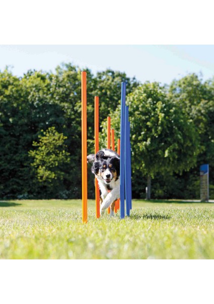 Köpek Agility Eğitim Direkleri