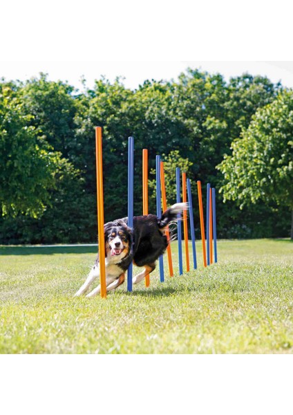 Köpek Agility Eğitim Direkleri