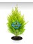 Limon Çamı Limoni Servi 2 Yaşında Fidan 30-35 cm Boy 1