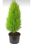 Limon Çamı Limoni Servi 2 Yaşında Fidan 30-35 cm Boy 3