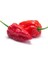 Hot Pepper Collector Ghost Pepper & Bhut Jolokia Pepper / 1 Milyon Shu - 2 Adet Taze Biber 3