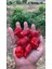 Hot Pepper Collector Ghost Pepper & Bhut Jolokia Pepper / 1 Milyon Shu - 2 Adet Taze Biber 4