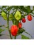 Hot Pepper Collector Jamaıcan Red Habanero / 425.000 Shu - 2 Adet Taze Biber 2