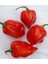 Hot Pepper Collector Jamaıcan Red Habanero / 425.000 Shu - 2 Adet Taze Biber 3