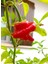 Hot Pepper Collector Jamaıcan Hot Red Pepper / 300.000 Shu - 2 Adet Taze Biber 1