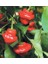 Hot Pepper Collector Jamaıcan Hot Red Pepper / 300.000 Shu - 2 Adet Taze Biber 3