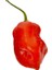 Hot Pepper Collector Komodo Dragon Pepper / 1,4 – 2,2 Milyon Shu - 2 Adet Taze Biber 3