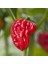 Hot Pepper Collector Naga Viper Pepper / 900.000 – 1.4 Milyon Shu - 2 Adet Taze Biber 4