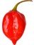 Hot Pepper Collector Red Savina Habanero Pepper 350.000 – 570.000  Milyon Shu - 2 Adet Taze Biber 3