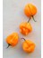 Hot Pepper Collector Scotch Bonnet Jamaıcan Yellow Pepper 350.000  Shu - 2 Adet Taze Biber 2