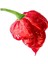 Hot Pepper Collector Trinidad Scorpion Pepper / 1,2 – 2 Milyon Shu - 2 Adet Taze Biber 3