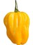 Hot Pepper Collector Yellow Habanero / 350.000 Shu - 2 Adet Taze Biber 2