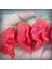 Hot Pepper Collector 7 Pot Barrackpore Pepper  1 Milyon Shu - 2 Adet Taze Biber 1