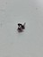 El Yapımı Mini Murano Cam Köpek Biblo A155-01 2