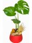 Red Monstera Deve Tabanı 1
