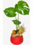 Red Monstera Deve Tabanı 2