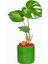 Green Monstera Deve Tabanı 1