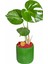 Green Monstera Deve Tabanı 3