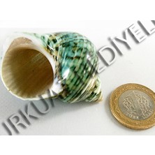Turbo Crassus Polıshed - Büyük