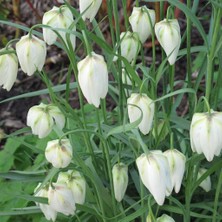Mutlupaket Fritillaria Alba White Ters Lale Soğanı 1 Adet