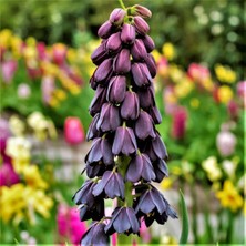 Mutlupaket Mor Renkli Fritillaria Persica Ters Lale Soğanı 4 Adet