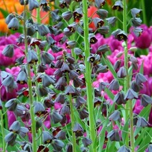 Mutlupaket Purble Color Fritillaria Persica Ters Lale Soğanı 1 Adet