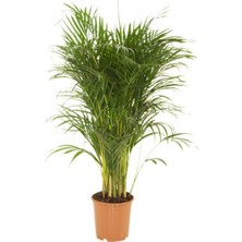 Fidan Sepetim Areca Palmiyesi Bitkisi 140-150CM