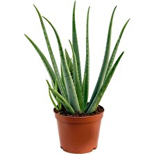Fidan Sepetim Aloe Vera Bitkisi 40 cm