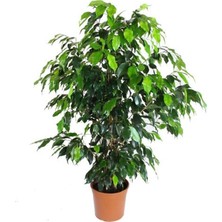 Fidan Sepetim Benjamin Ficus Daniella Bitkisi 90-100 cm